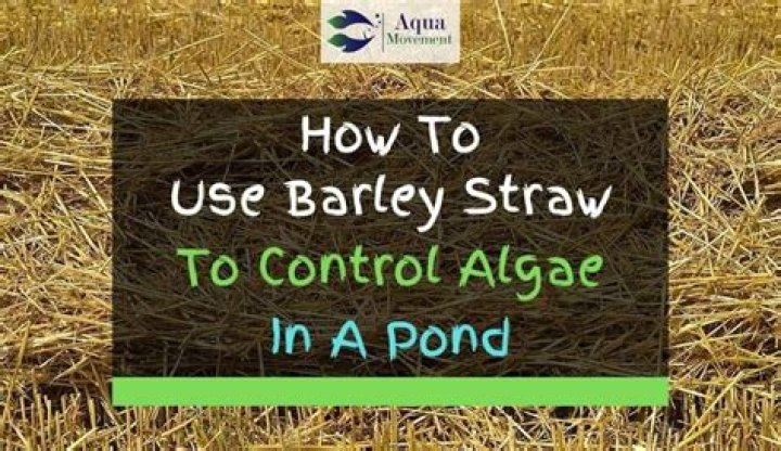 Does barley straw get rid of algae?