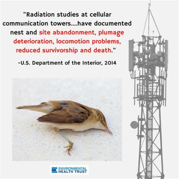 Does cell tower radiation kill birds?