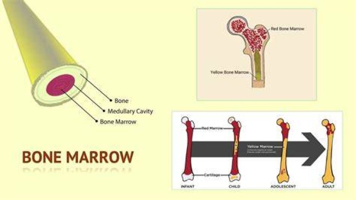 Does chicken have bone marrow? - The Daily Insight