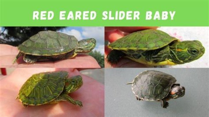 How big are baby red eared slider turtles?