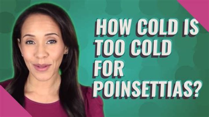 How cold is too cold for poinsettias?