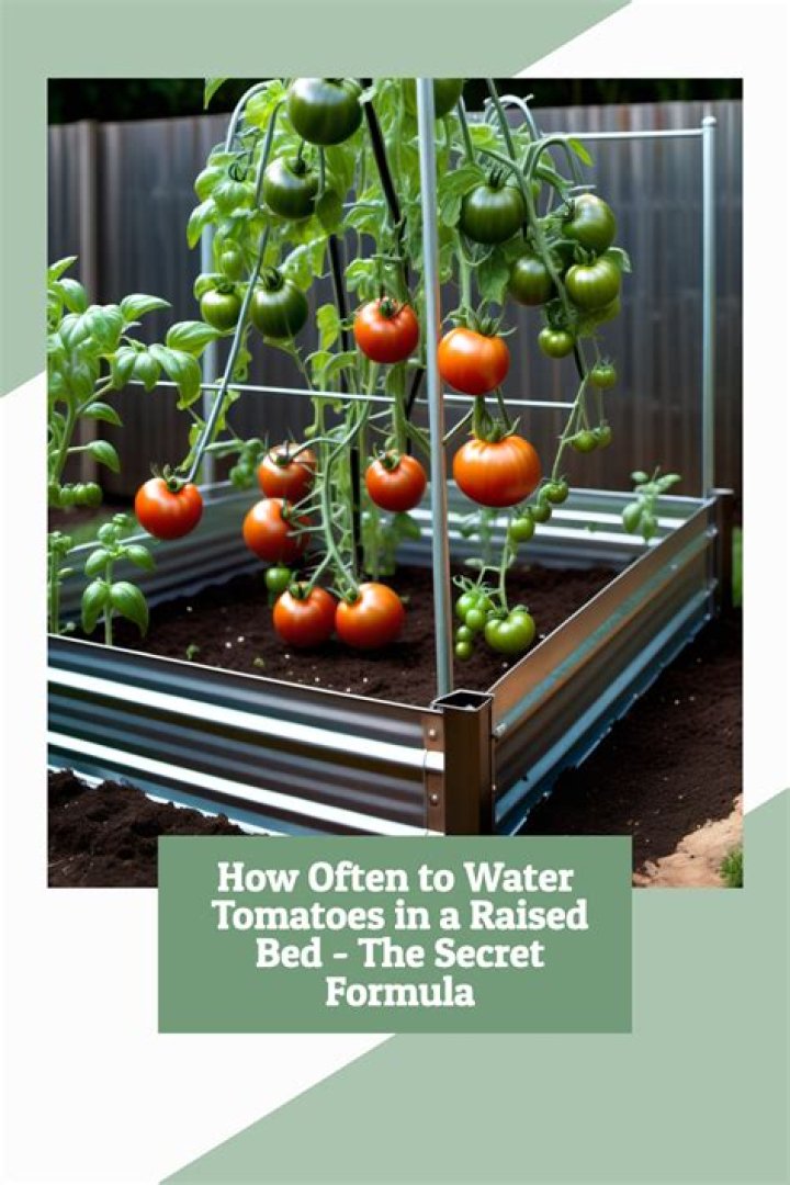 How deep should a raised bed be for tomatoes?