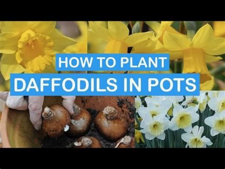 How deep should I plant daffodil bulbs?