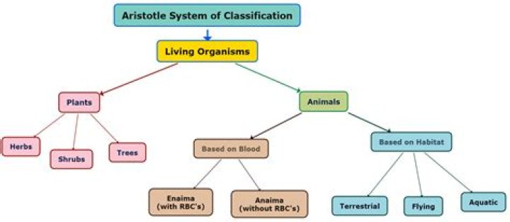 How did Aristotle classify living things?