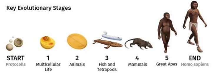 How did reproduction evolve? | ContextResponse.com