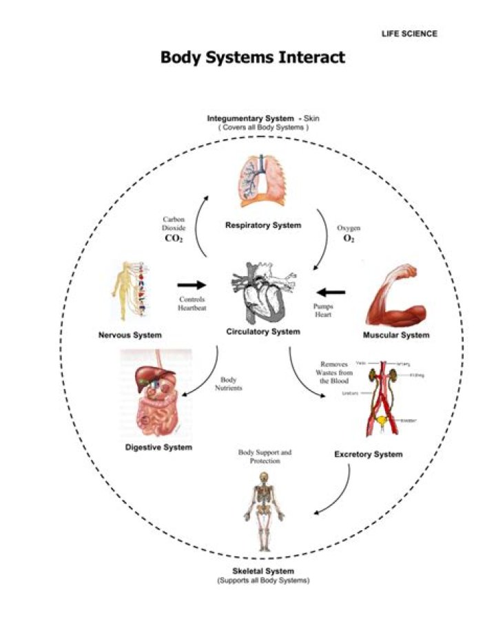 How do body systems interact with each other?