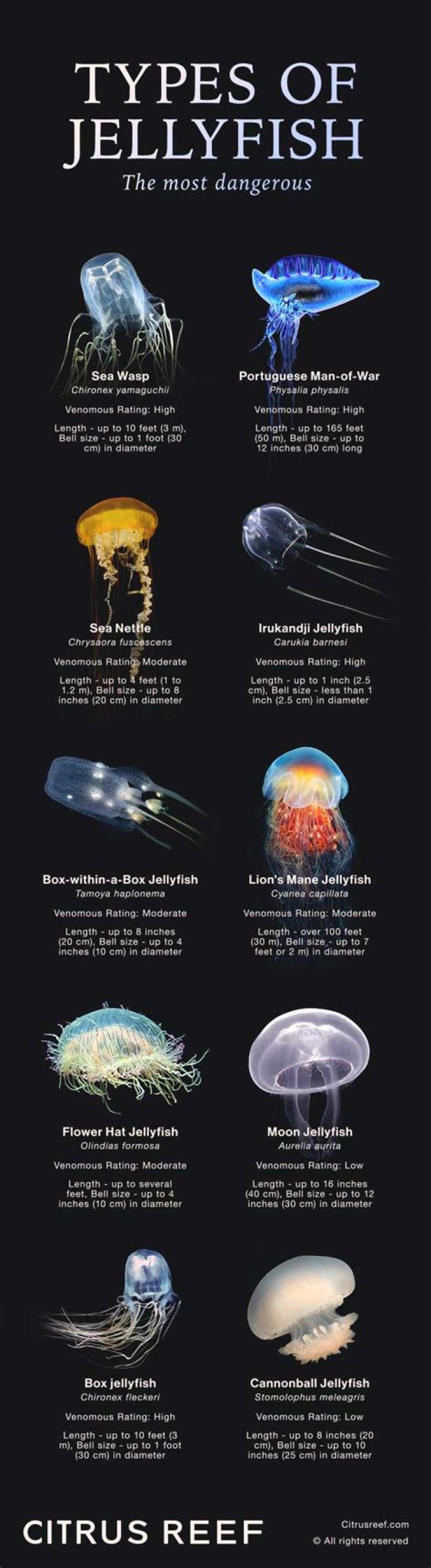 How do comb jellies swim?
