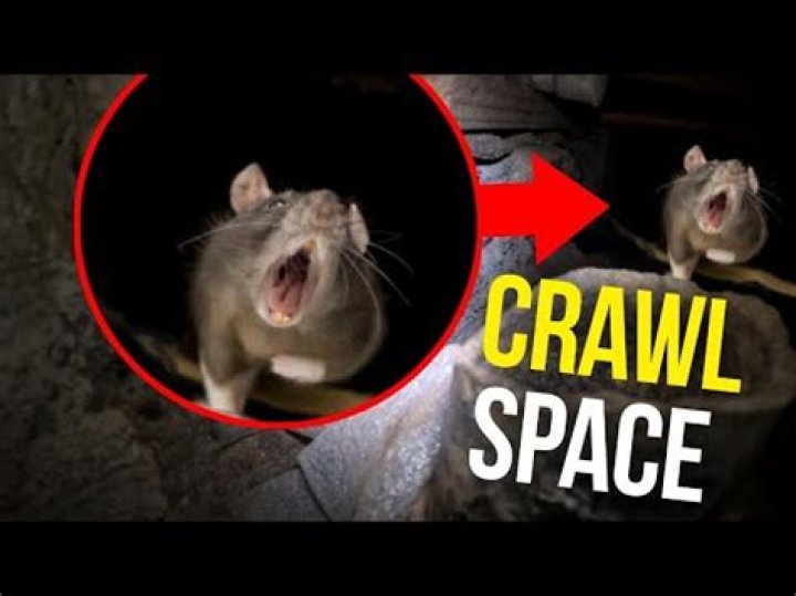 How do I get rid of rats in my crawl space under my house?