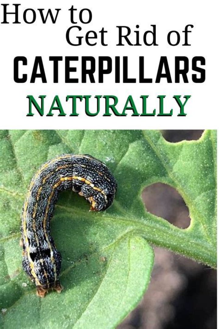 How do I get rid of swallowtail caterpillars?