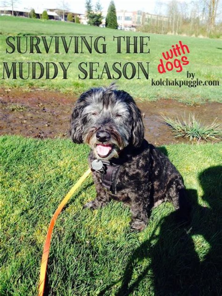 How do I keep my dog from tracking in mud?