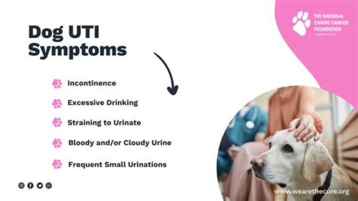 How do I know if my female puppy has a UTI?