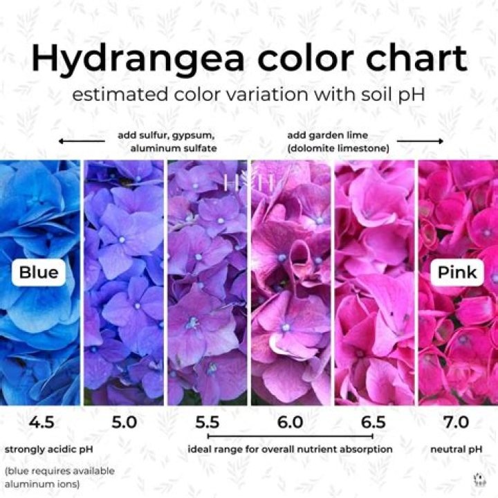 How do I make my hydrangeas dark purple?