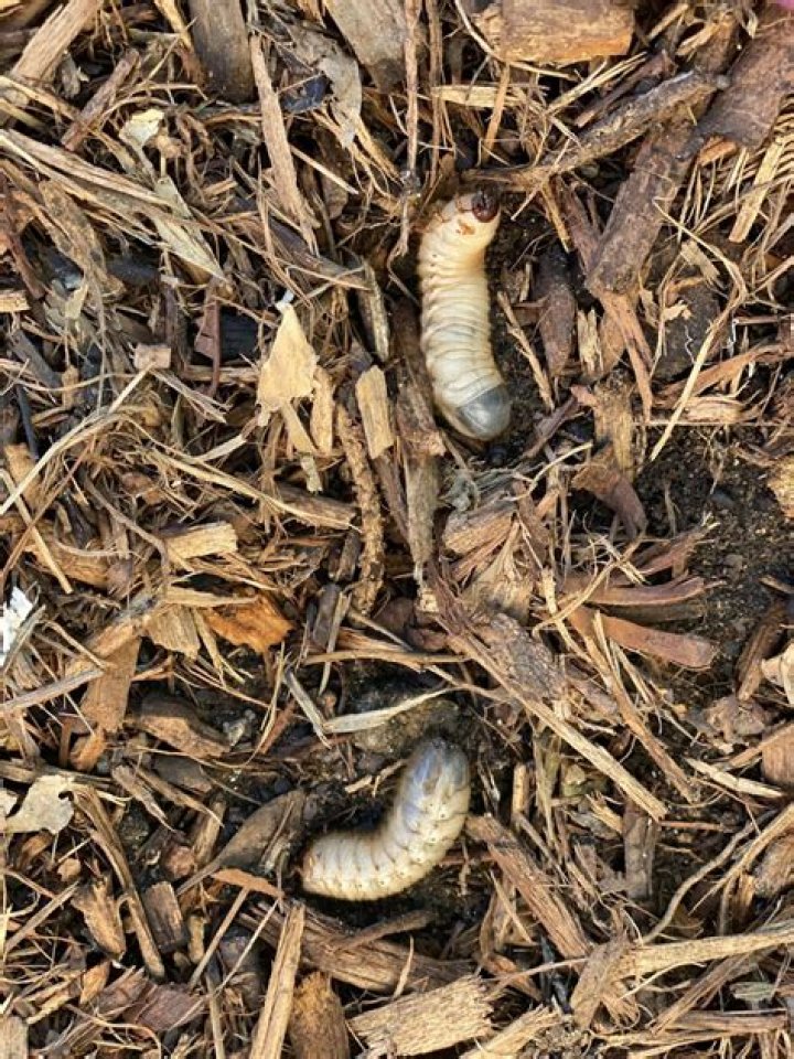 How do I repair grub?