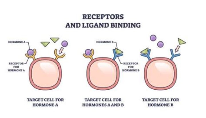 How do ligands bind to receptors?