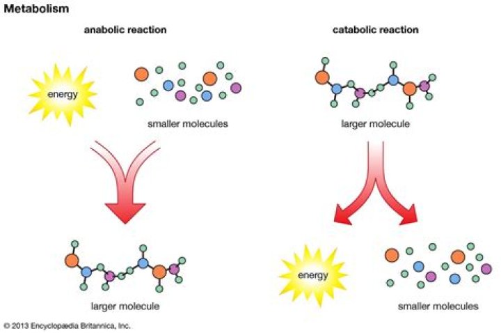 How do molecules store and release energy in the body?