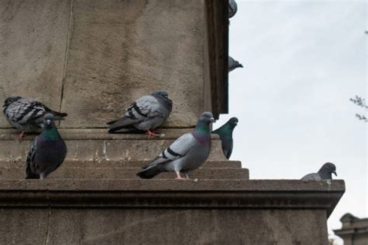 How do pigeons communicate with each other?