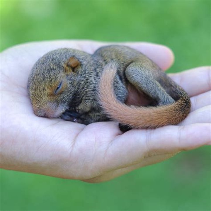 How do you care for a baby squirrel?
