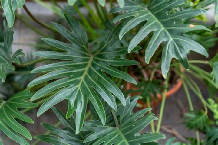 How do you care for a large leaf philodendron?