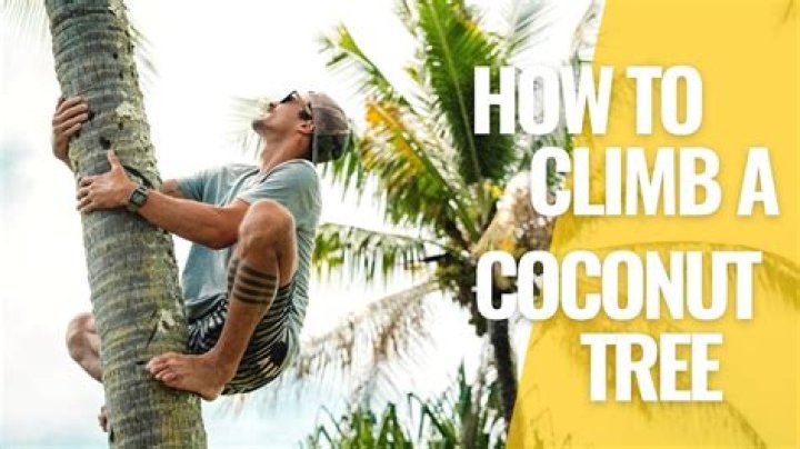 How do you climb a coconut tree with a rope?