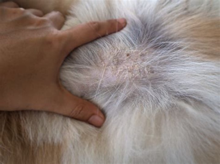 How do you get rid of seborrheic dermatitis in dogs?