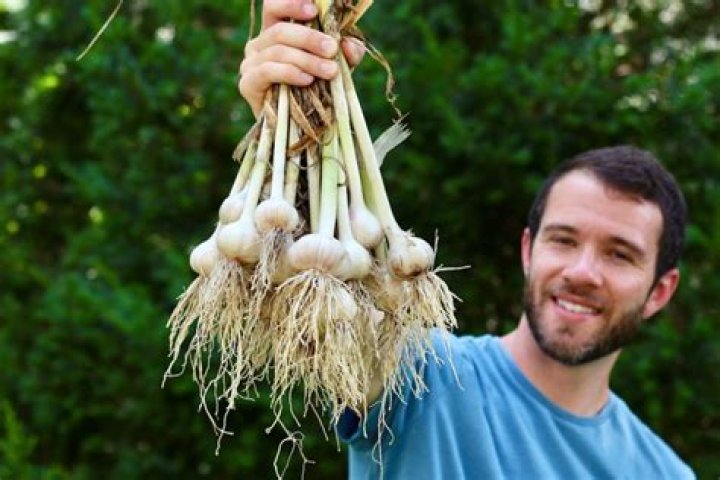 How do you grow the biggest garlic?