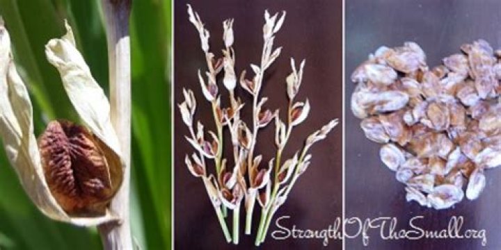 How do you harvest Gladiolus from seed?