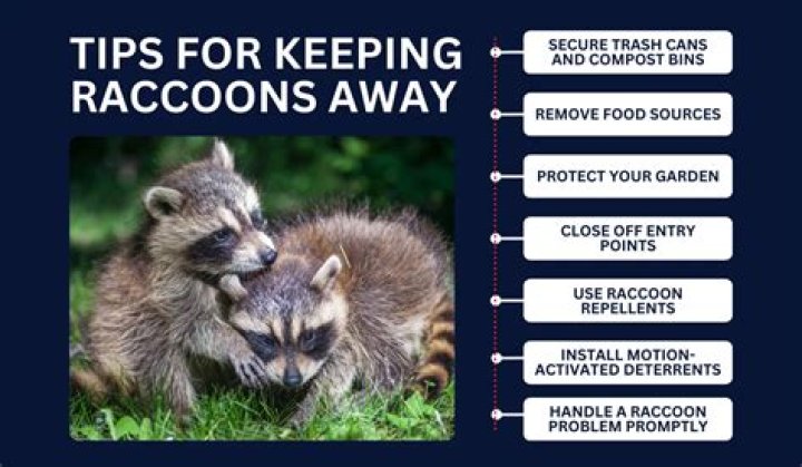 How do you keep raccoons away from cats without hurting them?