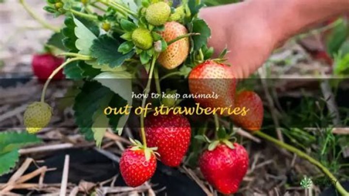 How do you keep strawberries from going bad?