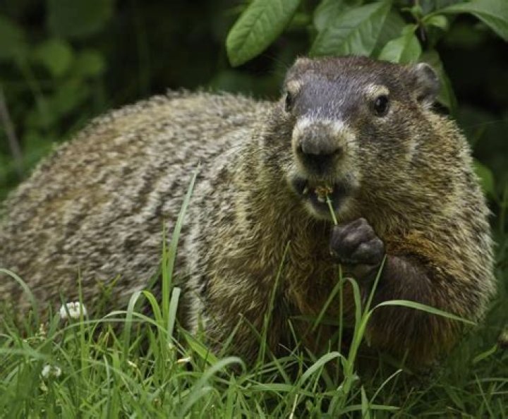 How do you kill a woodchuck?