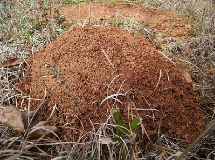 How do you kill red ant colonies?