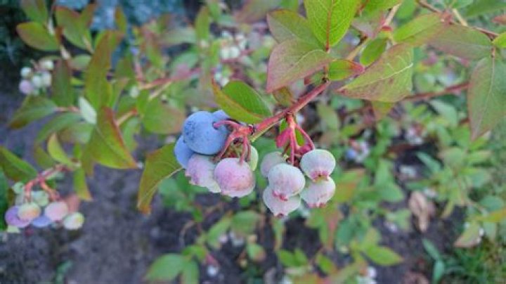 How do you know when huckleberries are ripe?