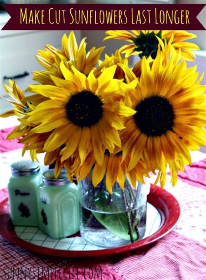 How do you make sunflowers last longer?