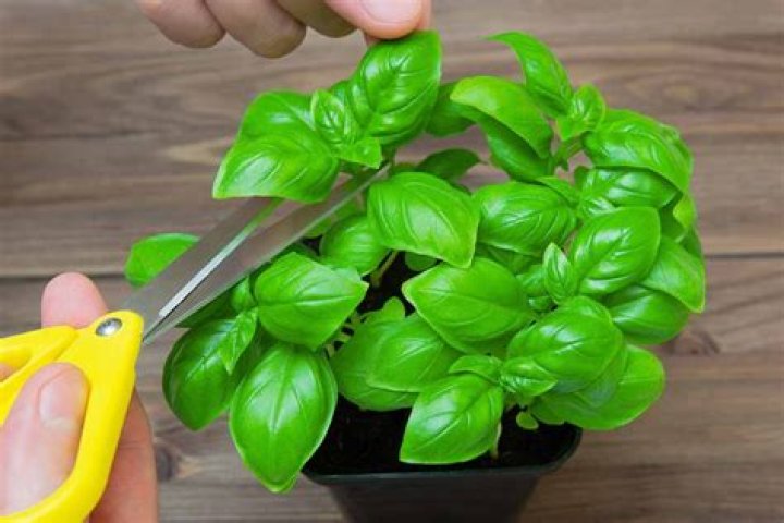 How do you pinch a basil plant?