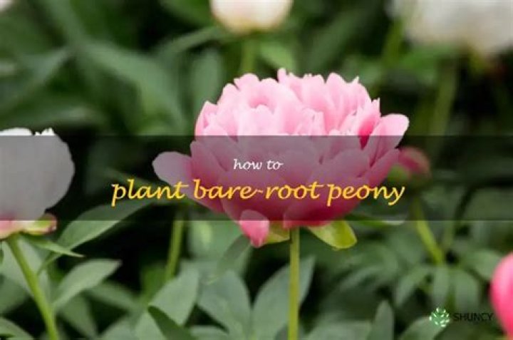 How do you plant a bare root peony?