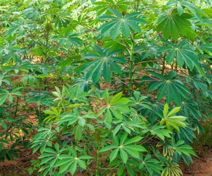 How do you plant cassava seeds?