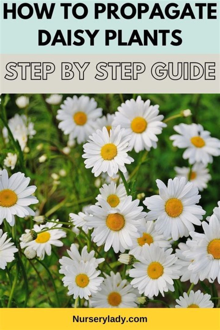 How do you propagate Marguerite daisies?