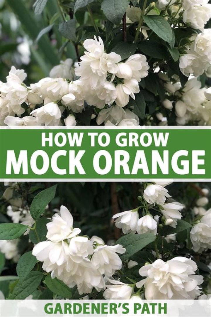 How do you prune a mock orange blossom shrub?