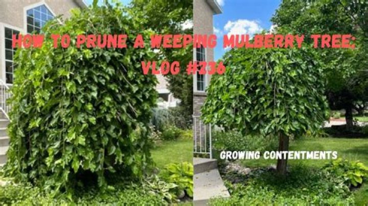 How do you prune a weeping pine tree?