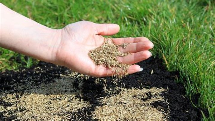 How do you repair grass with grass seed?