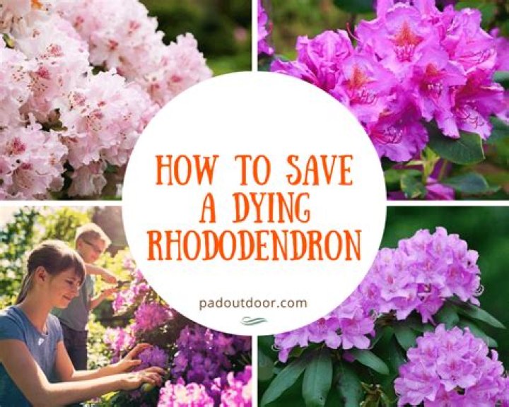 How do you save a dying rhododendron?