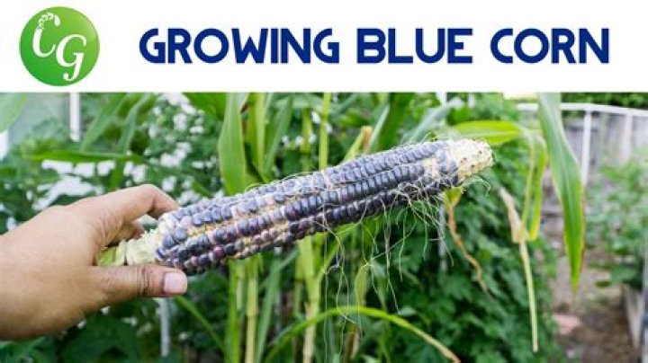 How does corn turn blue?