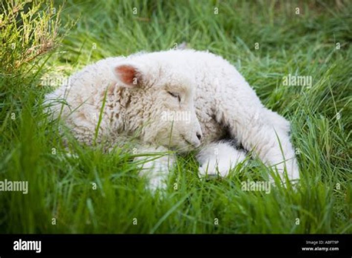 How does sheep sleep?