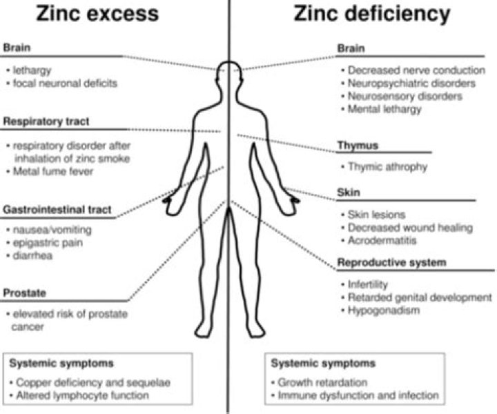 How is Zinc excreted from the body?