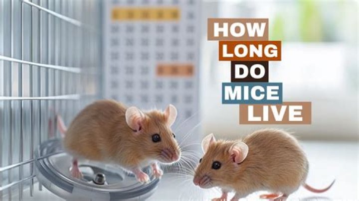 How long do mice live in captivity?