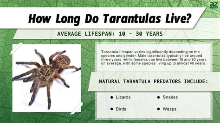 How long do pet tarantulas live?