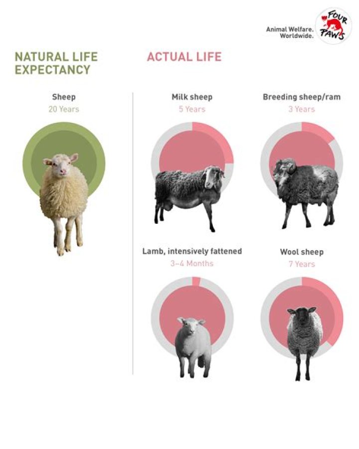 How long do sheep live before slaughter?