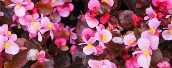 How long do wax begonias live?