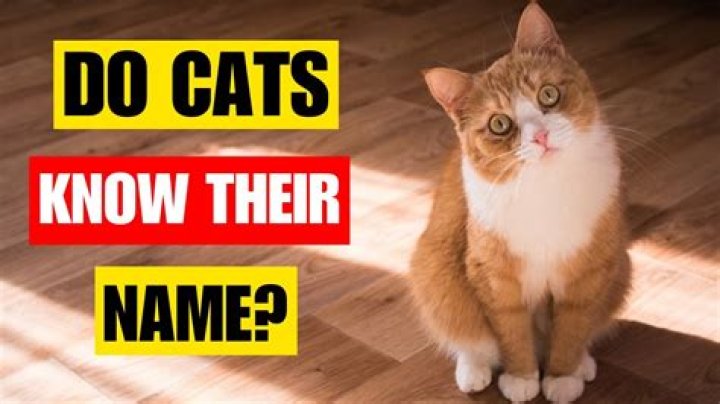 How long does it take a cat to learn its name?