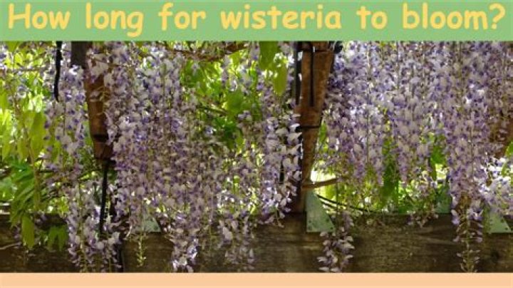 How long does it take for a wisteria to bloom?