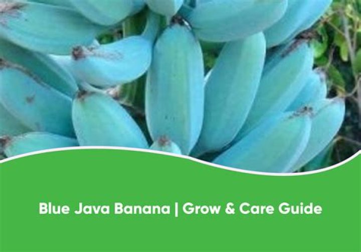 How long does it take to grow Blue Java bananas?